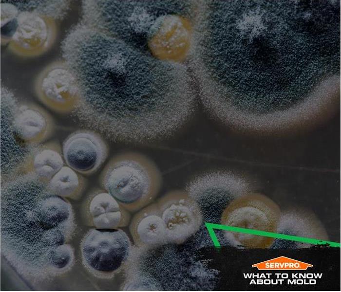 Microscopic view of mold with the caption "What to know about mold"